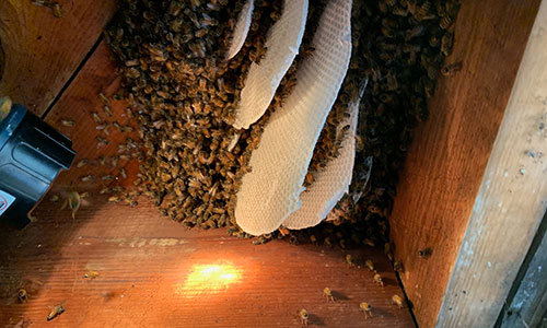 bee removal johannesburg