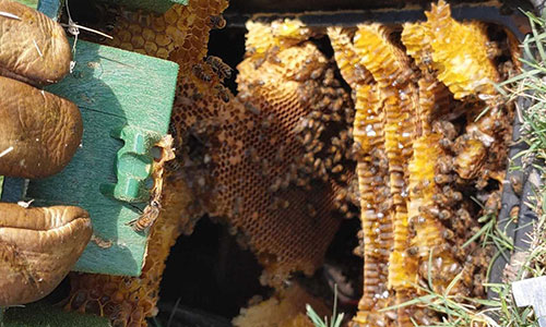 bee removal pretoria